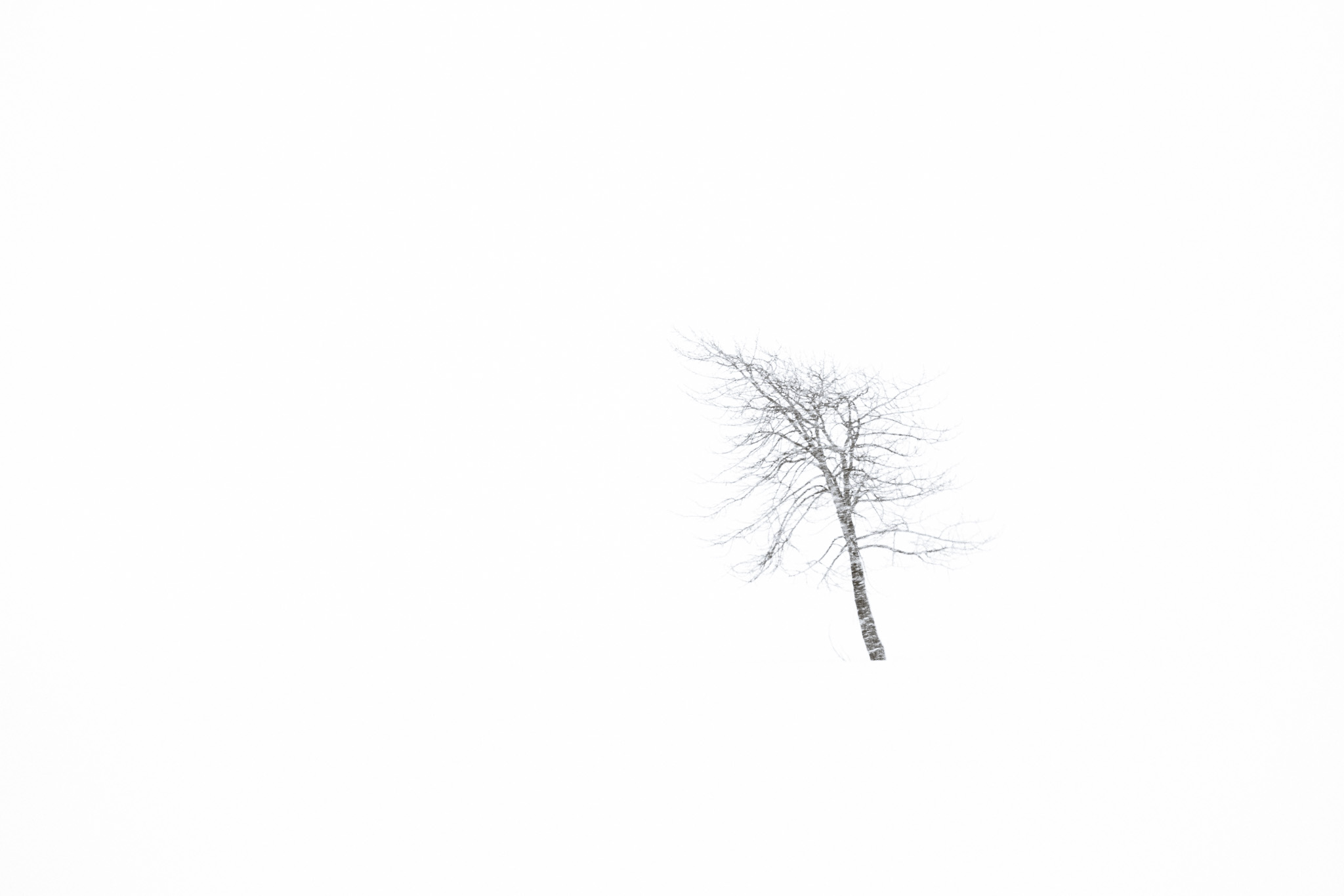 DChew_061109_0380-1.jpg