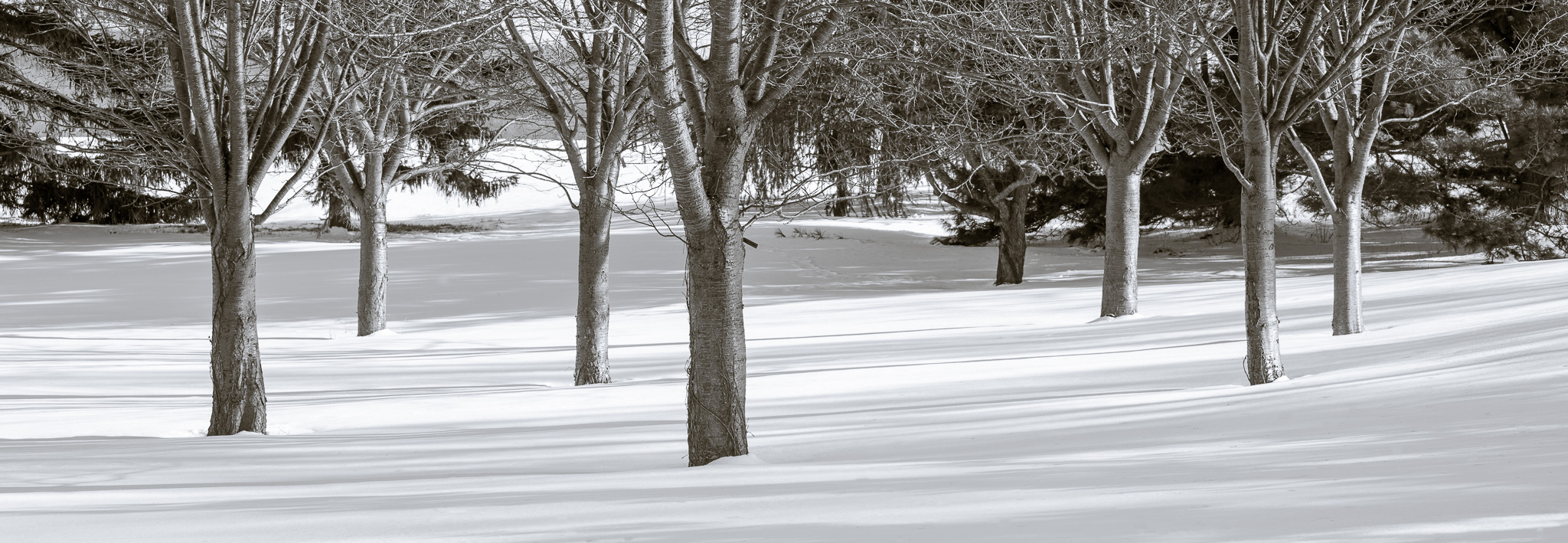 DChew_100220_1386-1-1.jpg