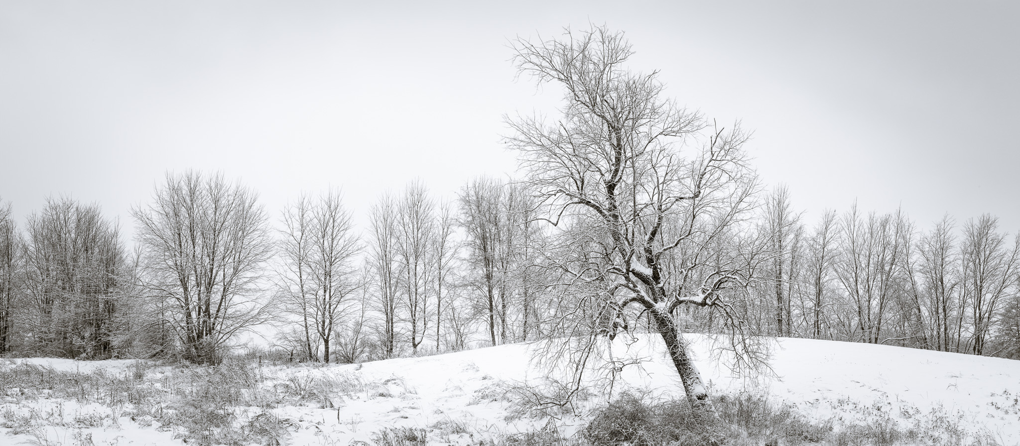 DChew_131215_2.jpg