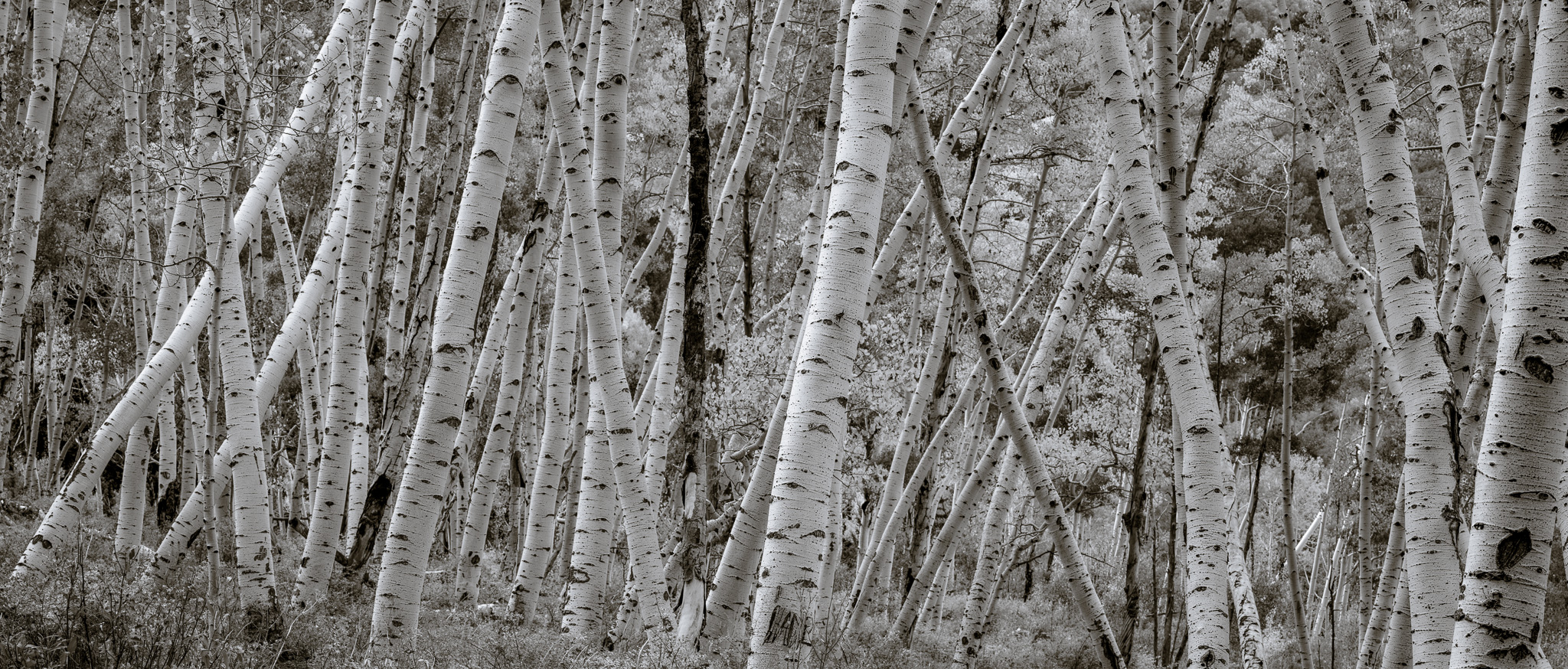 DChew_220930_00494_P01.jpg