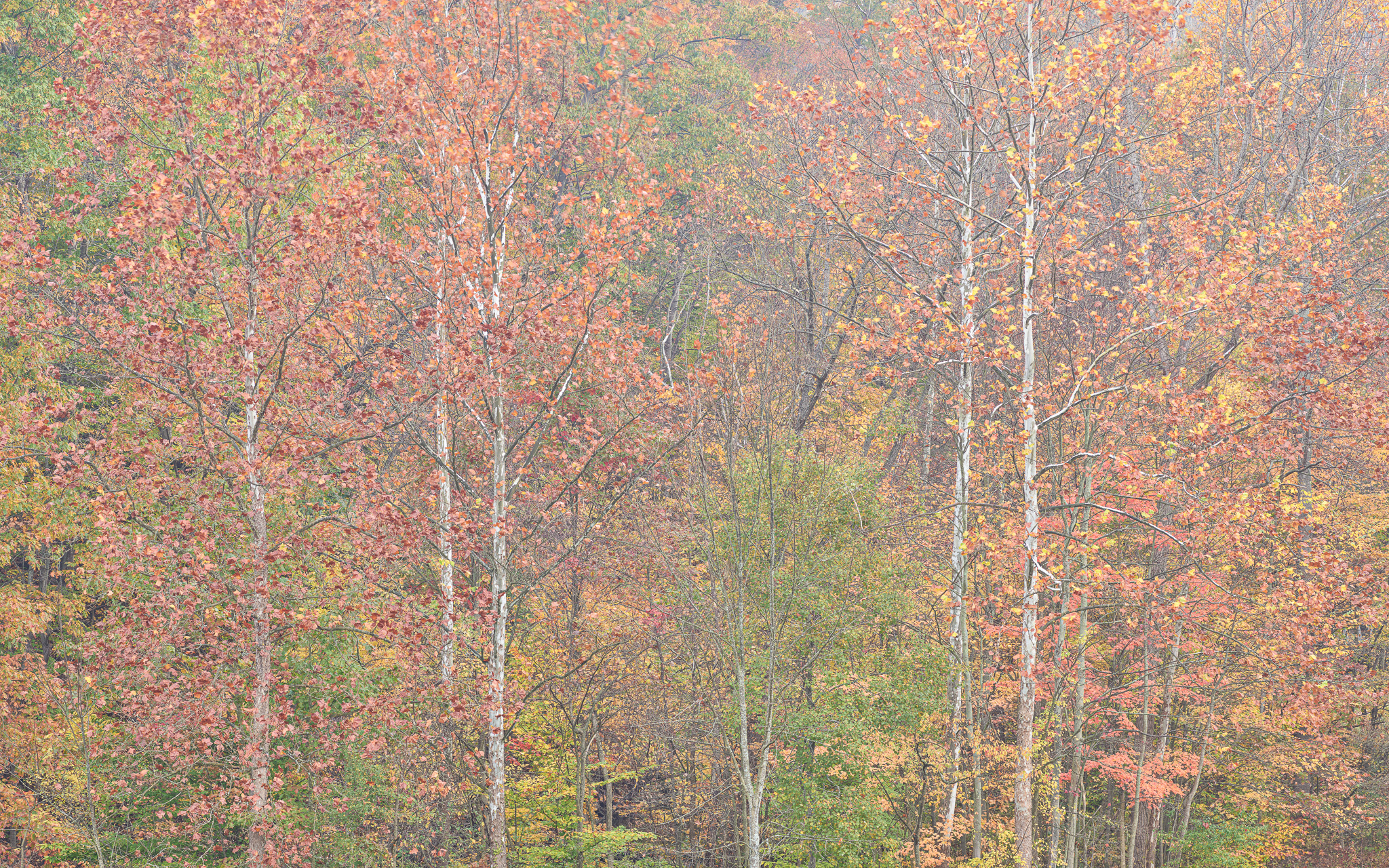 DChew_191026_1712.jpg