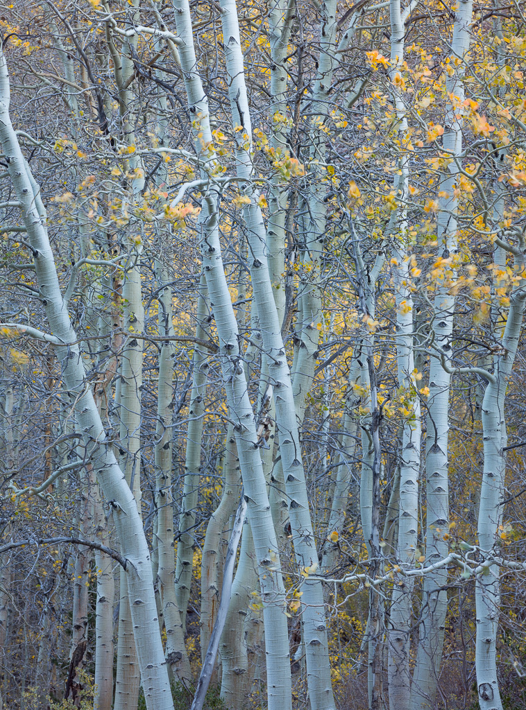 Trees